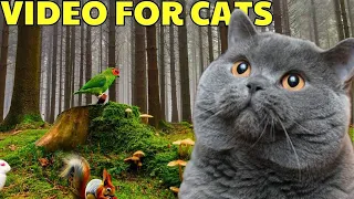 Video for cat  😺 Fascinating Birds and Their Squirrel Friends 🐦