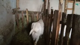 почему я не покрываю чужих коз свои козлом