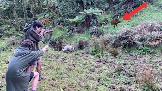INTENSE Boar Bail Up // NZ Pig Hunting