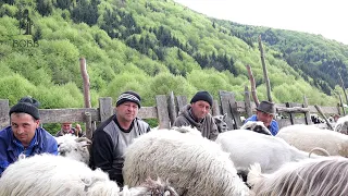 La stâna de pe Valea Trestii din Suciu de Sus a lui Vasile a Sasului | Cântece ciobănești la FLUIER