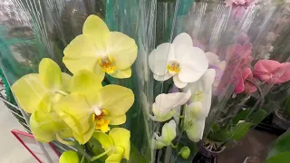 ДОзавоз новых орхидей РАССТРАИВАЕТ // обзор полезностей для орхидей ЧТО по ЧЁМ