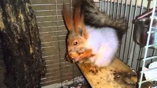 Squirrel vs nut Slow motion Белка и орех замедленная съемка