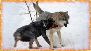 Rottweiler VS Wolf