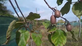 Плодоношение желтоплодных киви в Украине "Aurum Karpat Stratona" [Часть 1]