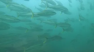 Kingfish school at the Sydney Harbour entrance