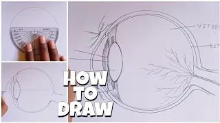 how to Draw Human Eye Diagram| Labelled Diagram
