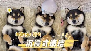 Dog cleaning time,dog spa asmr (with headphones)
