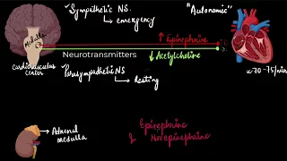 Regulation of cardiac activity | Body fluids and circulation | Biology | Khan Academy