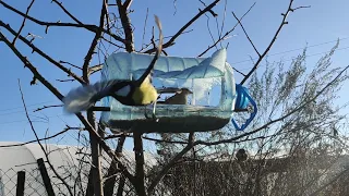 The Birds Are Very Grateful. DIY Feeder.