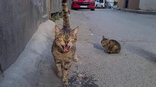 Wild Mother Cat Attacks me to Protect her little Kitten.