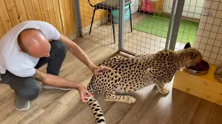 Как сделать укол гепарду