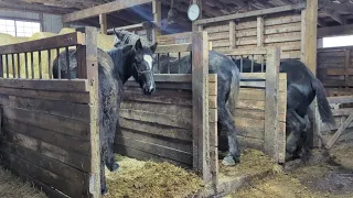 Horses don't want to go outside! #percheron #rainyday #standard