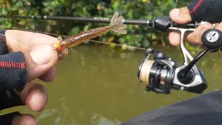 ⚠️ IMPRESSIONANTE é só jogar que pega - pesca ultralight com camarão artificial nas pedras