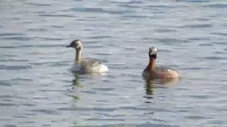 Horned Grebes swimming: Maryland