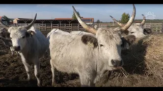 MMG - A legszebb szarvasmarhafajta a szürkemarha