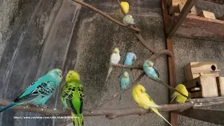 4 Hour Budgie Sounds Noisy In Their Aviary - August-10-2019