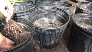 How to Plant and Grow Taro Roots AKA Malanga, Gabi, etc.