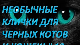 Необычные клички для черных котов и кошек!Смешные животные # 13