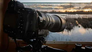 Bird Photography with the Nikon 600mm  F4 Z TC | Photographing Bitterns on location | Nikon Z9