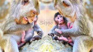 God bless.!! Mom Sippey stops nursing??  Mom warned so hard on newborn Sippo and cried loudly.