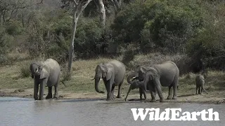 WildEarth - Sunset Safari - 01 February 2024