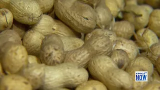 Tackling childhood peanut allergies