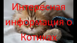 Видеопрезентация о кошках и котах