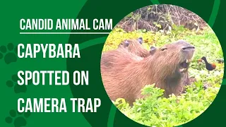 What is a capybara? The world's largest rodent | Candid Animal Cam