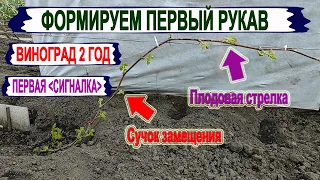 🍇 Как получить СИГНАЛЬНУЮ ГРОЗДЬ на винограде? Формируем правильно первый рукав с плодовым звеном.