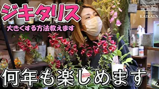 ジキタリス　育て方・管理方法【おうちでガーデニング】開花園チャンネル