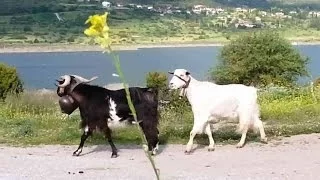 Κοπάδι στην Πεντάπολη Φωκίδας