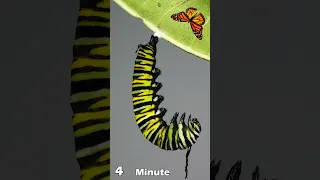 Monarch butterfly pupation #gtl #greentimelapse #timelapse