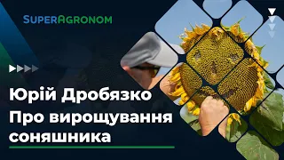 Юрій Дробязко про вирощувaння соняшнику у різних регіонах тa зaхист