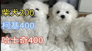 今天帮粉丝挑选一只便宜的比熊犬，绝对划算，进来看看吧