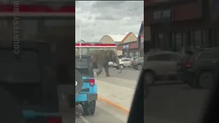 Elephant roams Montana streets after escaping from the circus