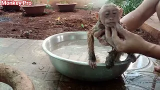 Ugly MonKey Takes a Bath Very Excited.