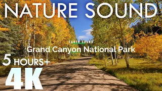 EARTH SOUND Grand Canyon Nature Sounds North Rim Autumn Foliage 2 Birds Singing 5 Hours Relaxation