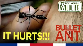 STUNG by a BULLET ANT! The TRUTH!