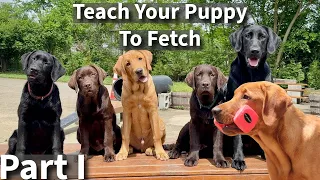 Teach Your Puppy To Fetch | Labrador Retriever Puppy Training Session