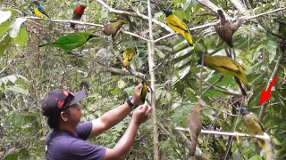 Jontrot  Percang Yg Satu Ini Bikin Onar Burung Lain Juga Di Panggil