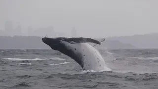 Whale Breaches Next To Tourist Boat