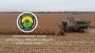 Żniwa 7000 ha kukurydzy | Gospodarstwo rolne Grzegorza i Marcina Kobeluch