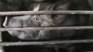 Волосатая свинья