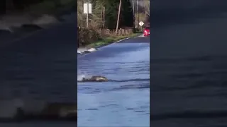 Skokomish River salmon cross the road fish#shorts