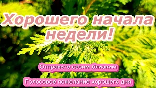 Хорошего начала недели! Голосовое пожелание хорошего дня