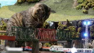 These Cats Smash Model Trains for a Living