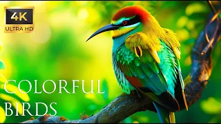 4K Colorful Bee-eater - Beautiful Birds Sound in the Forest | Bird Melodies