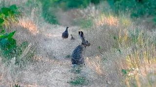 Зайцы на фоне куропаток / Hares on the background of partridges