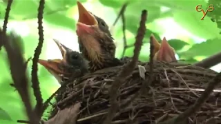 Птенцы в гнезде дрозда-рябинника / Fildfare's hatchlings in the nest
