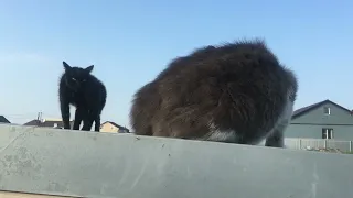Жил да был черный кот...Два кота на крыше.